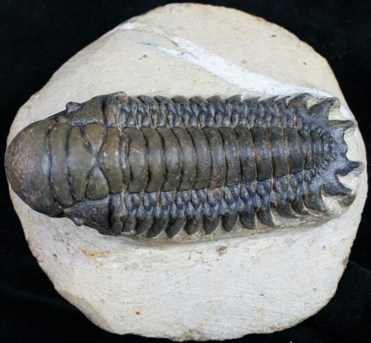 Bargain Crotalocephalina Trilobite - #10521